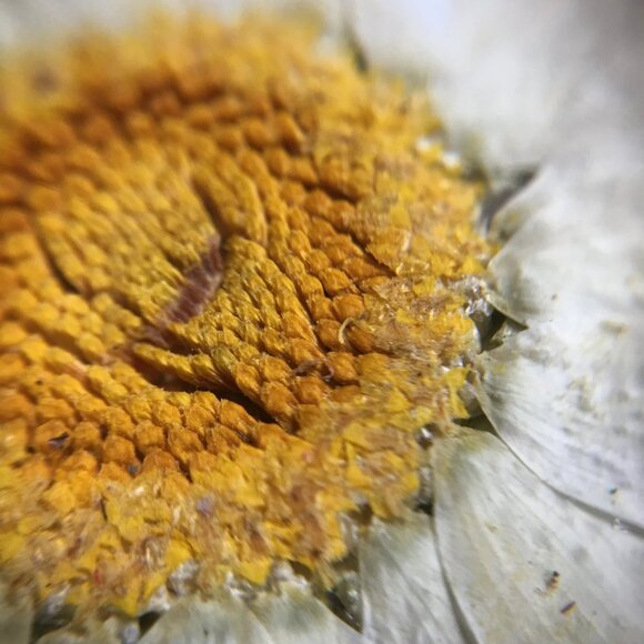 Real Daisy Necklace/Pressed Flower Pendant/Botanical Globe Amulet by Query Eve - Picture 4 of 11